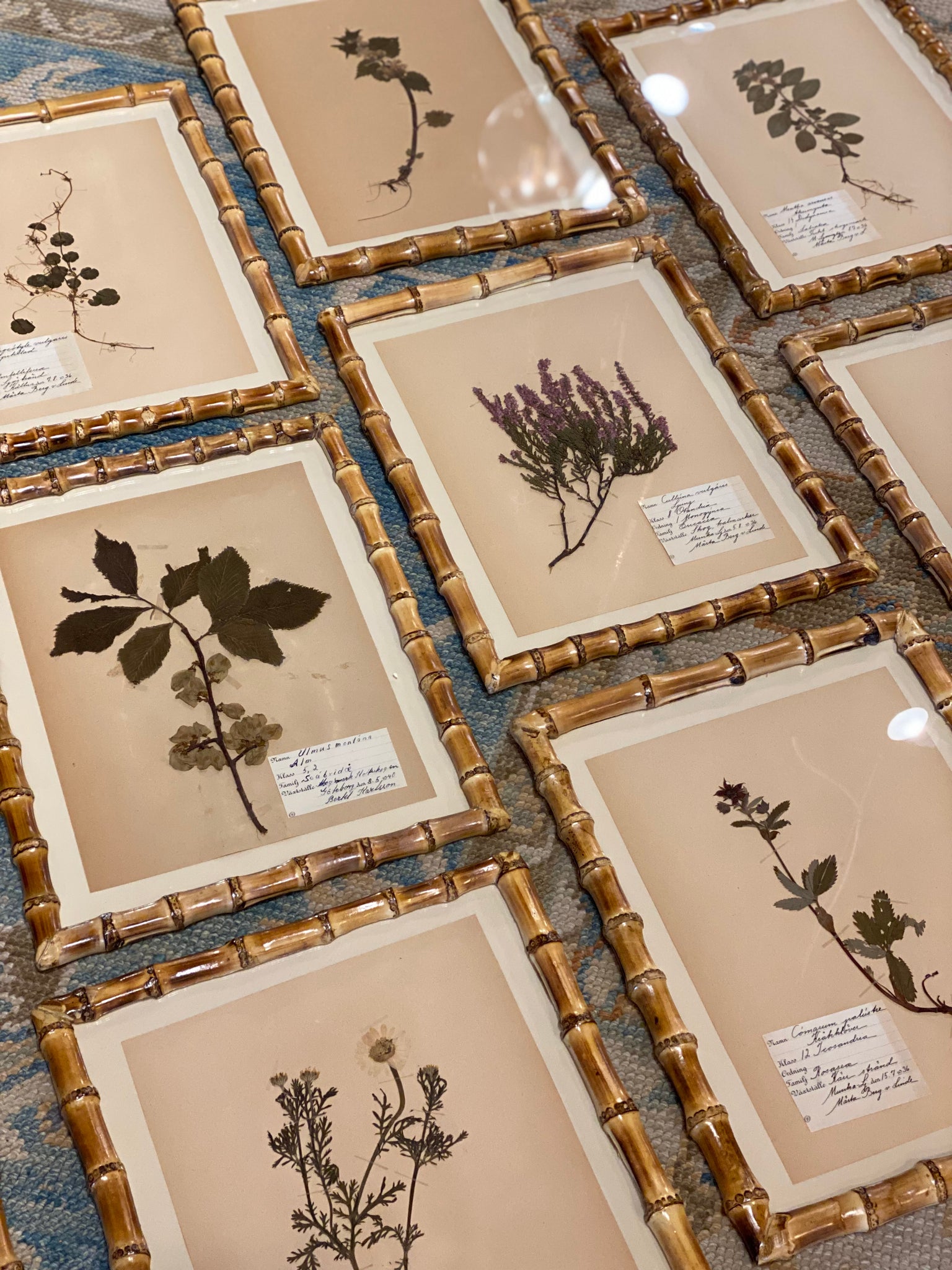 French Herbarium in Bamboo  9 available Frame